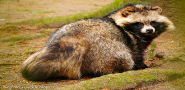 Black Mountains Wildlife Park
