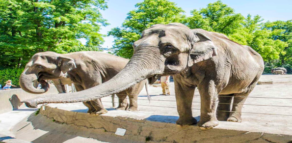 Hagenbeck Zoo